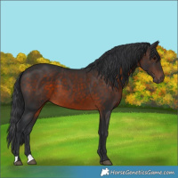 Horse Color:Brown 