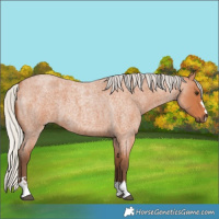 Horse Color:Silver Bay Roan 