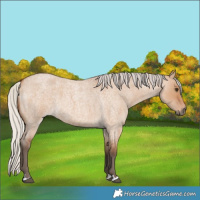 Horse Color:Silver Bay Roan Dun 