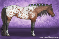 Horse Color:Bay Appaloosa  and Brown Appaloosa 