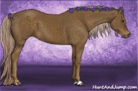 Horse Color:Chocolate Palomino 