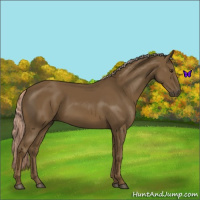 Horse Color:Chocolate Palomino 