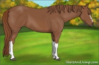 Horse Color:Chestnut 