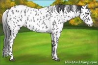Horse Color:Blue Roan Leopard