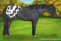 Horse Color:Blue Roan Appaloosa 