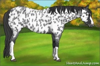 Horse Color:Blue Roan Near Leopard 