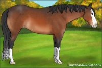 Horse Color:Bay Sabino Splash Appaloosa 