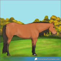 Horse Color:Bay 
