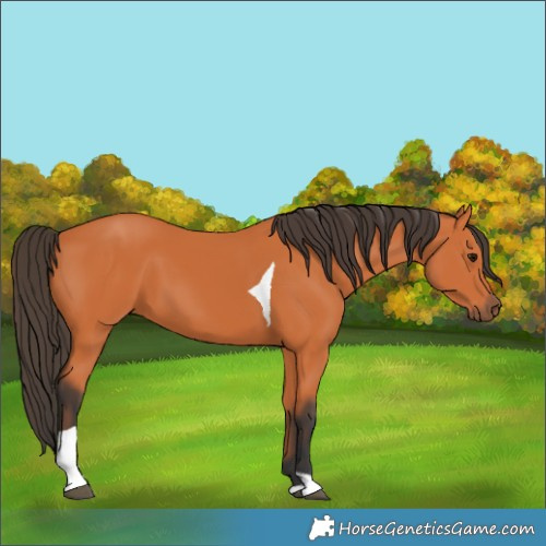 Horse Color:Bay Tobiano