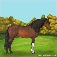 Horse Color:Bay 