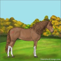 Horse Color:Chestnut 