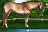 Horse Color:Red Onyx 