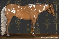 Horse Color:White Spotted Silver Buckskin