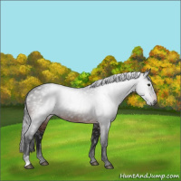Horse Color:Gray Brown 