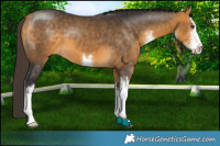 Horse Color:White Spotted Buckskin 