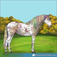 Horse Color:Painted Nacre White Spotted Silver Smoky Grullo Splash Tobiano Frame Rabicano 