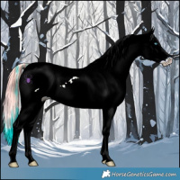 Horse Color:Watercolor White Spotted Buckskin Pearl Dun Sabino Appaloosa 