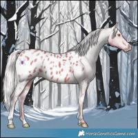 Horse Color:Watercolor White Spotted Silver Sable Champagne Appaloosa 
