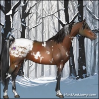 Horse Color:White Spotted Brown Snowcap 