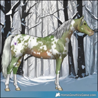 Horse Color:Watercolor White Spotted Silver Brown Appaloosa