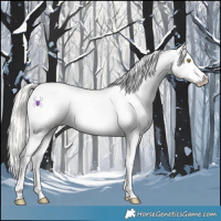 Horse Color:Watercolor White Spotted Silver Classic Champagne Dun Tobiano Appaloosa 