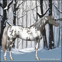 Horse Color:White Spotted Silver Black Blanket 