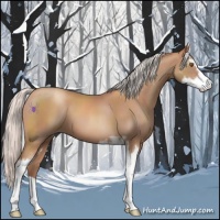 Horse Color:Silver Classic Champagne Sabino 
