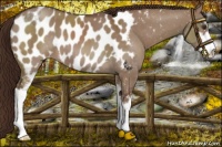 Horse Color:Liver Red Dun Sabino Appaloosa