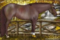 Horse Color:Chocolate Brown Rabicano 