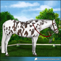 Horse Color:Silver Brown Appaloosa