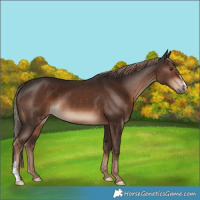 Horse Color:Liver Chestnut 