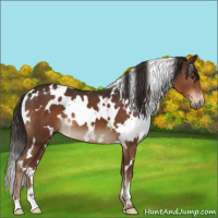Horse Color:White Spotted Liver Chestnut 