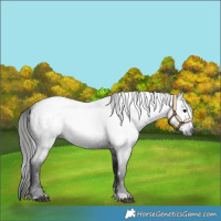 Horse Color:Gray Blue Roan 