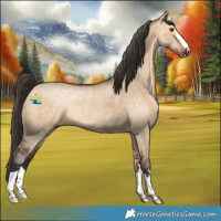 Horse Color:Bay Dun Rabicano 