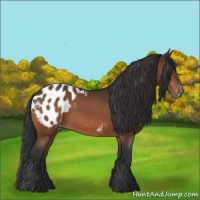Horse Color:Bay Appaloosa 