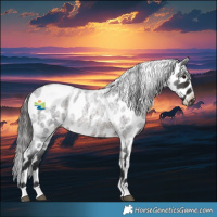 Horse Color:Brown Roan Appaloosa Rabicano 