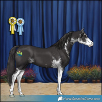 Horse Color:Smoky Black Sabino 