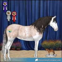 Horse Color:Bay Roan Sabino Splash 
