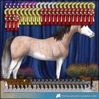 Horse Color:Bay Roan Splash Rabicano 