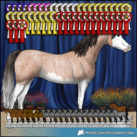 Horse Color:Bay Roan Splash Rabicano 