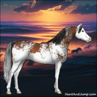 Horse Color:White Spotted Bay Splash 