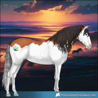 Horse Color:Bay Splash 