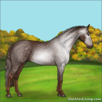 Horse Color:Gray Chestnut 