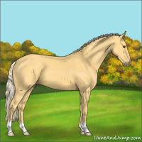 Horse Color:Palomino 