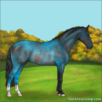 Horse Color:Brown Rabicano 