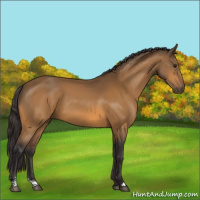 Horse Color:Buckskin 
