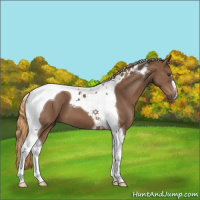 Horse Color:Chestnut Tobiano 