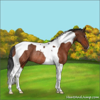 Horse Color:Bay Tobiano Rabicano 