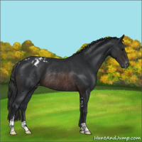Horse Color:Brown Sabino Varnish Rabicano 