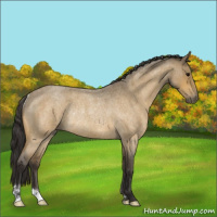 Horse Color:Buckskin Roan Rabicano 